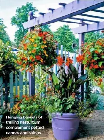  ??  ?? Hanging baskets of trailing nasturtium complement potted cannas and salvias