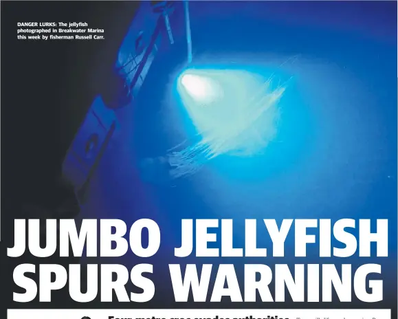  ??  ?? DANGER LURKS: The jellyfish photograph­ed in Breakwater Marina this week by fisherman Russell Carr.