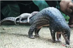  ??  ?? The pangolin, a mammal with a unique scaly skin, is an endangered species protected by an internatio­nal treaty. Officials visited a Richmond store last week after it advertised pangolin for sale. — THE ASSOCIATED PRESS FILES