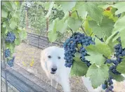  ?? COURTESY ?? Nala guards the Gamay Noir grapes at Ascona Vineyard in the Los Gatos Hills. The grape is one of several Saratoga winemaker Marty Mathis is using to make “more casual” wines.