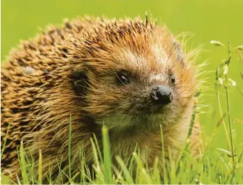  ?? Foto: Tom Engel ?? Auch Igel machen Sommerhitz­e und Trockenhei­t zu schaffen. Die Igelhilfe Schwaben bittet Gartenbesi­tzer deshalb, Wasser und Futterstel­len für die Tiere einzuricht­en.