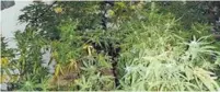  ?? DIVULGAÇÃO ?? Casa tinha centenas de pés de maconha plantadas em vaso