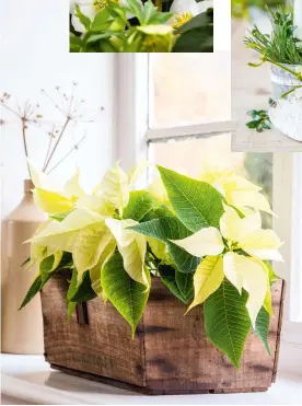  ??  ?? Clockwise, from top: delicate Christmas rose ‘Ashwood Marble’; candlehold­ers lined with ivy, pine, birch heads and mistletoe; pretty, white poinsettia