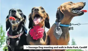  ??  ?? > Sausage Dog meeting and walk in Bute Park, Cardiff