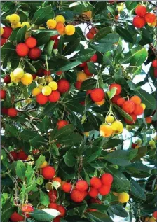  ??  ?? The Arbutus tree has strawberry-red, insipid-tasting fruits.