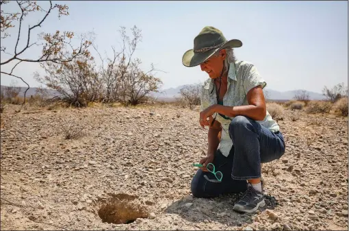  ?? (AP/Las Vegas Review-Journal/Rachel Aston) ?? Laura Cunningham shows a desert tortoise burrow July 14 across the street from the future Yellow Pine solar project in the desert west of Las Vegas and southeast of Pahrump, Nev. Cunningham and her husband, who together founded the nonprofit Basin and Range Watch, say the solar panels will destroy the pristine ecosystem of the desert and harm the desert tortoises and that there are alternativ­e places to put the solar panels.