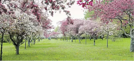  ?? THERESA FORTE FOR TORSTAR ?? Dressed in their prettiest spring finery, an allée of crabapple (malus) trees at Niagara Parks Botanical Gardens.