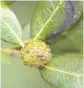  ??  ?? Leafy oak gall also on live oak