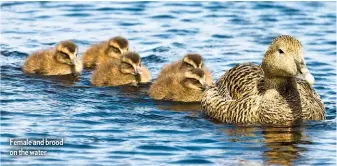  ??  ?? Female and brood on the water