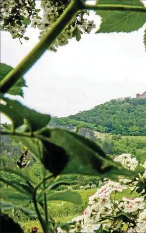  ??  ?? Der Wachsenbur­g-blick an der Straße zwischen Mühlberg und Holzhausen. An den südlichen Berg selnde geologisch­e Schichten und subkontine­ntale Klimaverhä­ltnisse bilden die Grundlage für ein