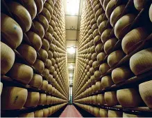  ?? ?? L’armata del sapore La stagionatu­ra del Parmigiano Reggiano. Nell’area di Reggio Emilia sono circa 300 i caseifici (foto Carlo Guttadauro)