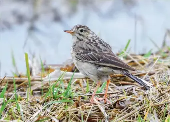  ?? ?? THREE: Blyth’s Pipit (Werkendam, The Netherland­s, 15 January 2017). Blyth’s Pipit is very similar to Richard’s and its identifica­tion is not to be undertaken lightly. However, this bird shows a less upright stance, a slightly weaker bill, a shorter tail and, importantl­y, a slightly shorter hind claw than its sister species. There are few real plumage clues visible here, but the strongly lined crown is a supporting feature. In life, the call would be an essential component of this bird’s identifica­tion.