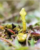  ??  ?? Least adder’s tongue fern, Ophiogloss­um lusitanicu­m, also known as small adder’s tongue, is one of the rarest ferns found in the UK.