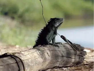  ??  ?? Lagarto na pousada Cristalino, localizada no rio de mesmo nome, afluente do Araguaia