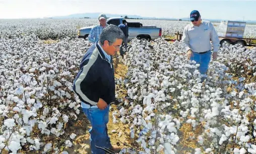  ?? ARCHIVO EL HERALDO DE CHIHUAHUA ?? Los productore­s de semilla de algodón han migrado a producir las nuevas variedades y tecnología­s