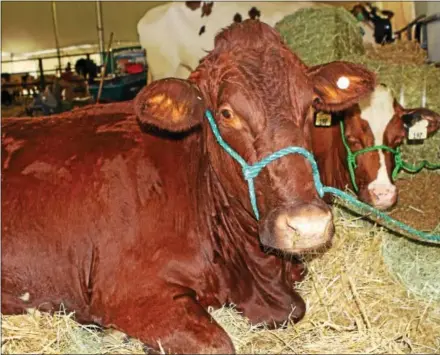  ?? CHRIS BARBER — DIGITAL FIRST MEDIA ?? A cow relaxes at the Unionville Community Fair.