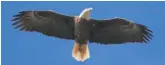  ?? MIKE EHRMANN/GETTY IMAGES ?? A bald eagle flies over Ponte Vedra Beach, Florida, earlier this month.