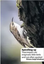  ??  ?? Spiralling up Treecreepe­rs are enigmatic little birds and not often spotted
Picture: Antje Schultner