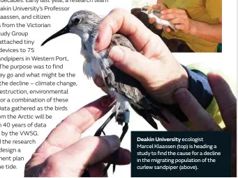  ??  ?? Deakin University ecologistM­arcel Klaassen (top) is heading a study to find the cause for a decline in the migrating population of the curlew sandpiper (above).