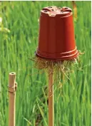  ??  ?? You can catch earwigs in upturned pots filled with damp straw