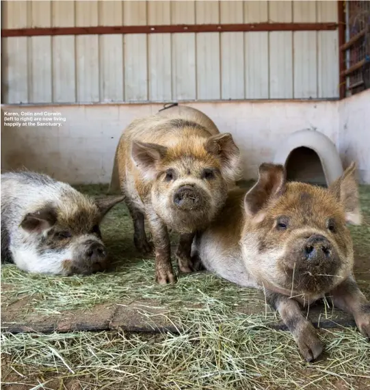  ??  ?? Karen, Colin and Corwin (left to right) are now living happily at the Sanctuary.