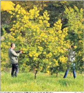  ?? (Photo DR) ?? La récolte du mimosa s’effectue au mois de février.