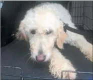  ?? SUBMITTED PHOTO ?? This Golden Doodle was one of the remaining animals left on the Stoltzfus property, and was surrendere­d to the Pennsylvan­ia SPCA.