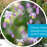  ??  ?? Ethereal Thalictrum
delavayi is a beautiful summer speciality