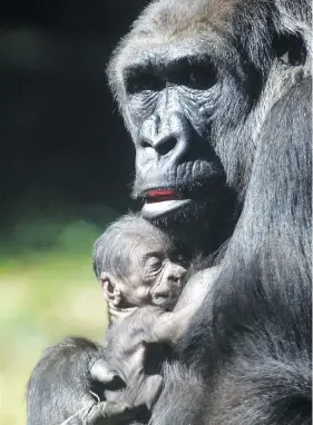  ?? DOUGLAS MAGNO / AFP / GETTY IMAGES FILES ?? Western lowland gorilla Imbi holds her newborn baby at a zoo in Belo Horizonte, Brazil. Baby gorillas and humans use many of the same gestures, researcher­s say.