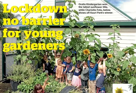  ?? ?? Oratia Kindergart­en won the tallest sunflower title, while Charlotte Fotu, below, shows off Kauri Park’s winner.