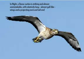  ??  ?? In flight, a Stone-curlew is striking and almost unmistakab­le, with relatively long – almost gull-like – wings and a projecting neck and tail-end