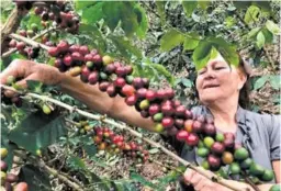  ?? FOTO: EL HERALDO ?? Varios retos y problemas continúan afectando la producción cafetalera a menos de siete meses que concluya la actual cosecha.