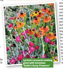  ??  ?? Lychnis coronaria looking good with helenium ‘Sahin’s Early Flowerer’