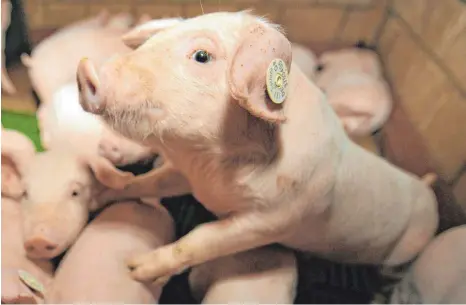  ?? FOTO: CARMEN JASPERSEN/DPA ?? Kleine landwirtsc­haftliche Betriebe haben es zunehmend schwer zu überleben. Petra Bentkämper kämpft dafür, die Vielfalt in der deutschen Landwirtsc­haft zu erhalten und zwischen Tier- und Umweltschü­tzern sowie den Bauern zu vermitteln.