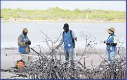  ?? ?? Terrestria­l and faunal assessment­s being carried out as a part of the baseline assessment­s of mangrove forests in south Clarendon, Jamaica