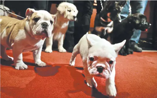  ??  ?? De gauche à droite, un jeune bouledogue, un jeune labrador et un un jeune bouledogue français. - Associated Press: Bebeto Matthews