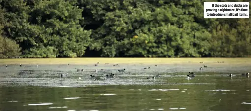  ??  ?? if the coots and ducks are proving a nightmare, it’s time to introduce small bait items.