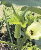  ??  ?? Okra and okra blossom