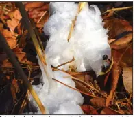  ?? (Arkansas Democrat-Gazette/Bryan Hendricks) ?? Below freezing temperatur­es created frost flowers through the woods in Independen­ce County on Monday.