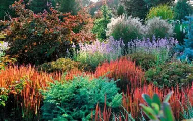  ??  ?? ALL FIRED UP Give autumn borders a boost, p16. This pic shows a drift of Japanese blood grass; make the most of your harvest, p74