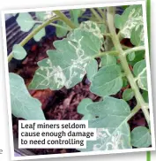  ?? ?? Leaf miners seldom cause enough damage to need controllin­g