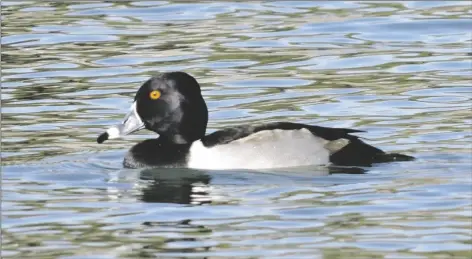  ?? PHOTO BY KAREN BOWEN ?? RING-NECKED DUCKS SPEND THEIR WINTERS along the waterways of Yuma, including West Wetlands pond. They dive down to feed on aquatic plants and insect nymphs. When summer arrives, they migrate as far north as Canada.