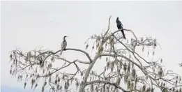  ?? ?? Anhingas perch in a tree near the alligator breeding marsh at Gatorland on March 11.