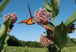  ?? ISTOCK ?? Milkweed plants grow clusters of pink flowers and are the primary source of nutrients for Monarch butterflie­s.