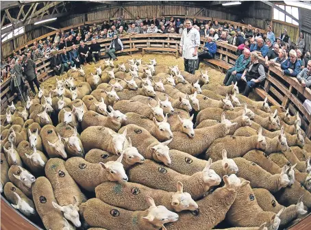  ?? Picture: Getty Images. ?? People watch as sheep farmers gather at Lairg auction for the great sale of lambs.