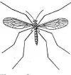  ??  ?? Winter cranefly.