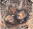  ??  ?? Hungry shrike-thrush triplets.