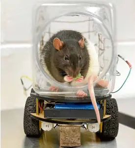  ?? —AFP ?? ‘RATCAR’ A rat eats a treat after driving the “Ratcar” at a lab in Richmond, Virginia, in this photo supplied by the University of Richmond.