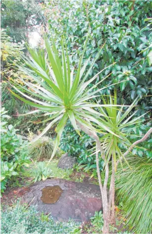  ?? ?? This Dracaena marginata has done well outside in a shady spot with indirect light.