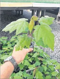  ?? SUBMITTED PHOTO ?? These are red maple tree seedlings at Strathlorn­e Nursery in Inverness. These seedlings will be planted following this year’s Celtic Colours Internatio­nal Festival around Cape Breton Island. One seedling will be planted for every concert ticket sold...